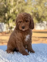 Ronnie - Mini Male, a male Miniature Goldendoodle for sale in Frostproof, FL – Photo 5 of 8