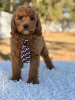 Ronnie - Mini Male, a male Miniature Goldendoodle for sale in Frostproof, FL – Photo 3 of 8