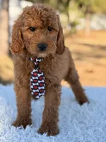Ronnie - Mini Male, a male Miniature Goldendoodle for sale in Frostproof, FL – Photo 2 of 8