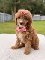 Cielo , a female Cavapoo for sale in Frostproof, FL – 8 of 9