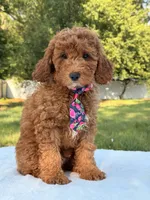 Woody, a male Miniature Goldendoodle for sale in Frostproof, FL – 4 of 7