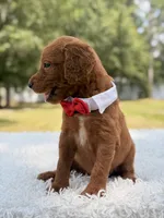 Dominic - F1b Standard , a male Goldendoodle for sale in Frostproof, FL – 7 of 8