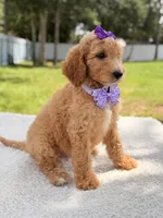 Joy , a female Goldendoodle for sale in Frostproof, FL – 5 of 10
