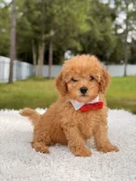 Dylan - F1b Mini Male , a male Miniature Goldendoodle for sale in Frostproof, FL – 9 of 9