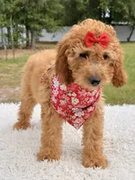 Cassie , a female Miniature Goldendoodle for sale in Frostproof, FL – 4 of 10