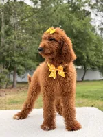 Nala , a female Goldendoodle for sale in Frostproof, FL – 5 of 10
