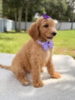 Joy , a female Goldendoodle for sale in Frostproof, FL – 4 of 10