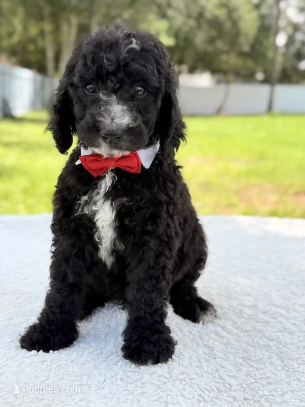 Snow - Standard Goodendoodle – Goldendoodle puppy for sale in Frostproof, FL