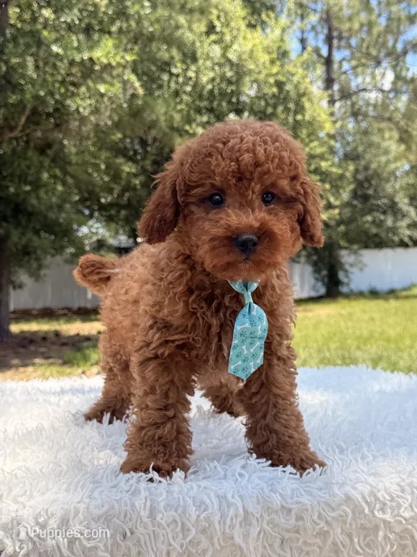 Timón - Mini F1bb – Miniature Goldendoodle puppy for sale in Frostproof, FL