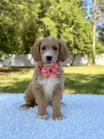 Molly - Mini , a female Miniature Goldendoodle for sale in Frostproof, FL – 6 of 9