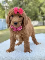 Delilah - F1b Standard Goldendoodle , a female Goldendoodle for sale in Frostproof, FL – 8 of 8