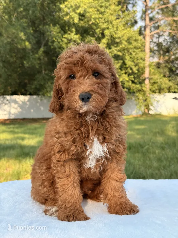 Woody – Miniature Goldendoodle puppy for sale in Frostproof, FL