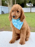 Harris , a male Goldendoodle and Miniature Goldendoodle for sale in Frostproof, FL – 2 of 8