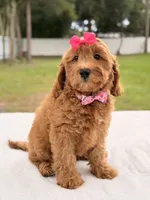 Hazel - Medium Goldendoodle , a female Goldendoodle and Miniature Goldendoodle for sale in Frostproof, FL – 6 of 10