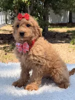 Daisy , a female Miniature Goldendoodle for sale in Frostproof, FL – 9 of 10