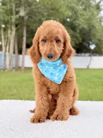 Harris , a male Goldendoodle and Miniature Goldendoodle for sale in Frostproof, FL – 3 of 8