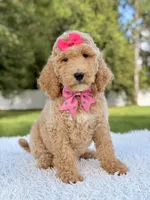 Blossom - Medium , a female Goldendoodle for sale in Frostproof, FL – 2 of 10