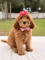 Hazel - Medium Goldendoodle , a female Goldendoodle and Miniature Goldendoodle for sale in Frostproof, FL – 9 of 10
