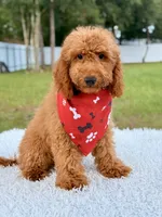 Thiago , a male Goldendoodle and Miniature Goldendoodle for sale in Frostproof, FL – 1 of 10