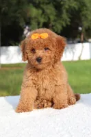 Dakota , a female Miniature Goldendoodle for sale in Frostproof, FL – 4 of 10