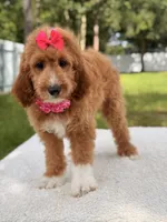 Honey  - F1b Standard , a female Goldendoodle for sale in Frostproof, FL – 2 of 7