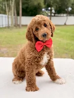 Harley - Medium Goldendoodle , a male Goldendoodle and Miniature Goldendoodle for sale in Frostproof, FL – 7 of 9
