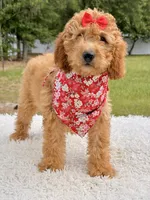 Cassie , a female Miniature Goldendoodle for sale in Frostproof, FL – 6 of 10