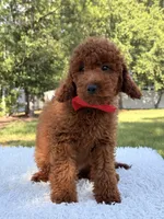 Oscar - F1b Mini, a male Goldendoodle and Miniature Goldendoodle for sale in Frostproof, FL – 10 of 10