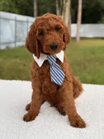 Espresso - F1b Standard Goldendoodle , a male Goldendoodle for sale in Frostproof, FL – 3 of 8