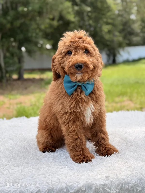 Pumbaa  – Miniature Goldendoodle puppy for sale in Frostproof, FL