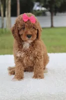 Fancy , a female Miniature Goldendoodle for sale in Frostproof, FL – 5 of 8