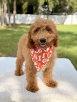 Trevor - F1b Mini Goldendoodle Male, a male Goldendoodle and Miniature Goldendoodle for sale in Frostproof, FL – 5 of 10