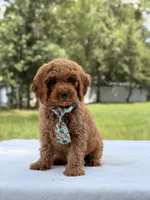 Tyler - F1b Mini Goldendoodle Male, a male Miniature Goldendoodle for sale in Frostproof, FL – 4 of 10