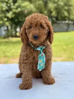 Thiago - F1b Mini Goldendoodle , a male Miniature Goldendoodle for sale in Frostproof, FL – 4 of 10