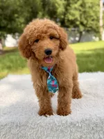 Manny , a male Miniature Goldendoodle for sale in Frostproof, FL – 9 of 10