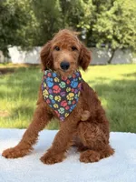 Arthur - F1b Mini , a male Goldendoodle and Miniature Goldendoodle for sale in Frostproof, FL – 6 of 8
