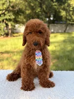 Peanut - F1bb Toy, a male Goldendoodle and Miniature Goldendoodle for sale in Frostproof, FL – 1 of 10