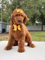 Nala , a female Goldendoodle for sale in Frostproof, FL – 10 of 10