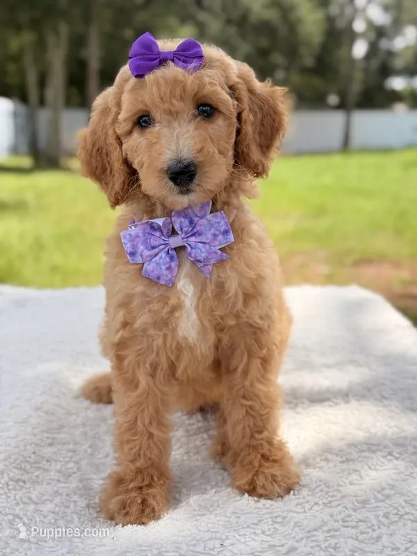 Joy - F1bb Medium – Goldendoodle puppy for sale in Frostproof, FL