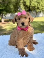 Melody - Mini , a female Miniature Goldendoodle for sale in Frostproof, FL – 9 of 9