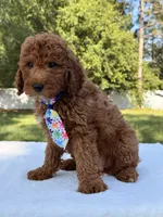 Jasper - Mini, a male Miniature Goldendoodle for sale in Frostproof, FL – 9 of 9