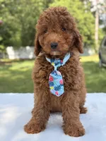 Simba - Mini, a male Miniature Goldendoodle for sale in Frostproof, FL – 4 of 10