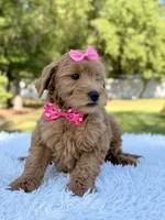 Melody - Mini , a female Miniature Goldendoodle for sale in Frostproof, FL – 4 of 9