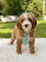 Armani , a male Cavapoo for sale in Frostproof, FL – 5 of 10