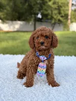 Atlas - Cavapoo, a male Cavapoo for sale in Frostproof, FL – 6 of 10
