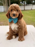 Hero , a female Goldendoodle and Miniature Goldendoodle for sale in Frostproof, FL – 8 of 10