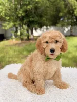 Marshall - Medium, a male Miniature Goldendoodle for sale in Frostproof, FL – 3 of 8