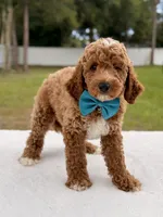 Hero , a female Goldendoodle and Miniature Goldendoodle for sale in Frostproof, FL – 3 of 10