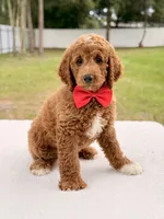 Harley - Medium Goldendoodle , a male Goldendoodle and Miniature Goldendoodle for sale in Frostproof, FL – 8 of 9