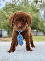 Prince - Toy , a male Miniature Goldendoodle for sale in Frostproof, FL – 6 of 10